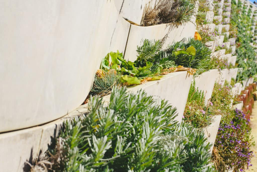 Detail of flower pots from a vertical garden on a concrete wall